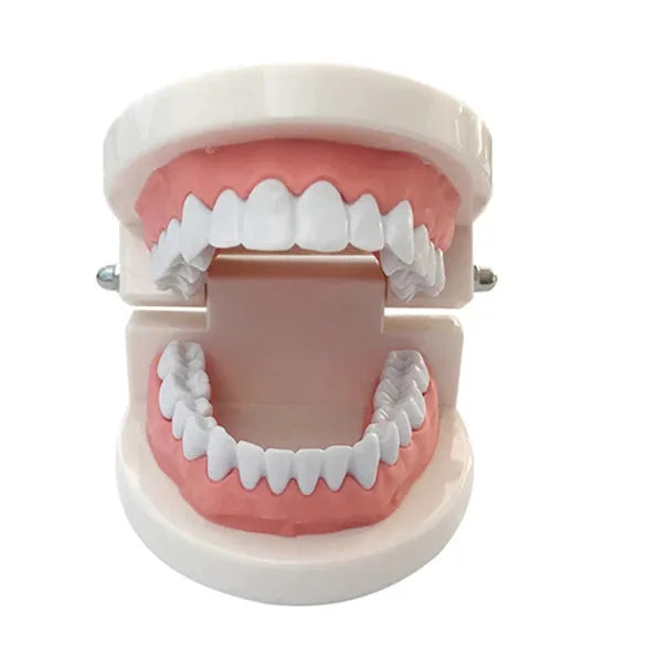 Dental Model Brushing Teeth Education Model Caries Tooth Care Oral Hygiene Studying Teaching Demonstration Dentistry Products
