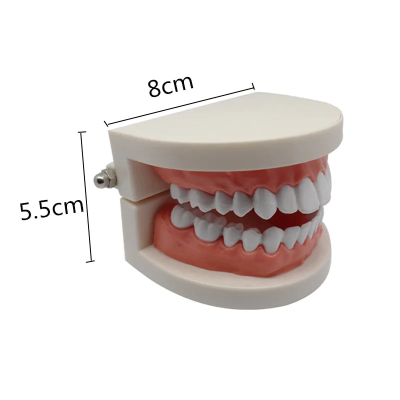 Dental Model Brushing Teeth Education Model Caries Tooth Care Oral Hygiene Studying Teaching Demonstration Dentistry Products