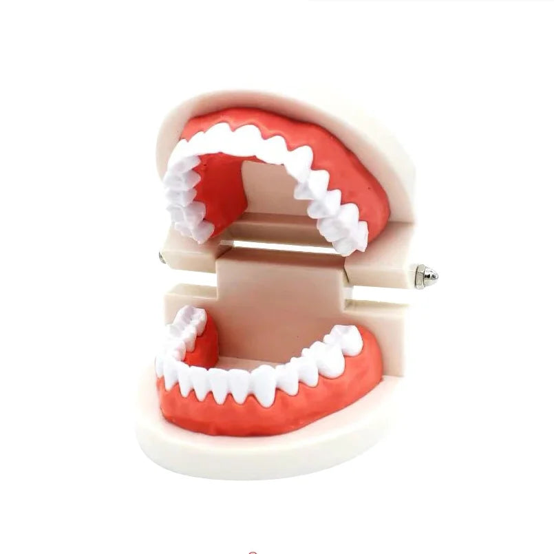 Dental Model Brushing Teeth Education Model Caries Tooth Care Oral Hygiene Studying Teaching Demonstration Dentistry Products