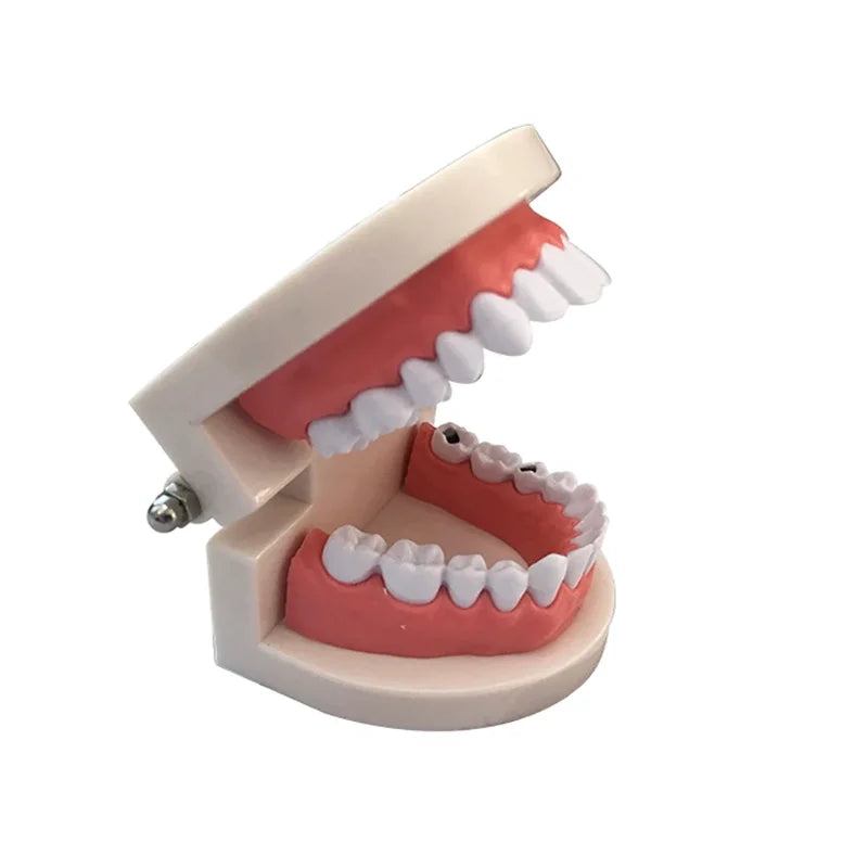 Dental Model Brushing Teeth Education Model Caries Tooth Care Oral Hygiene Studying Teaching Demonstration Dentistry Products